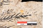Foto (Detailansicht) von Araucaria sternbergii Goeppert (NHMW-GEO-2024-0188-8298)